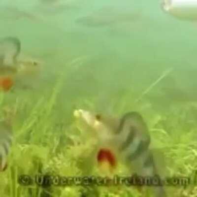 My fish people need me