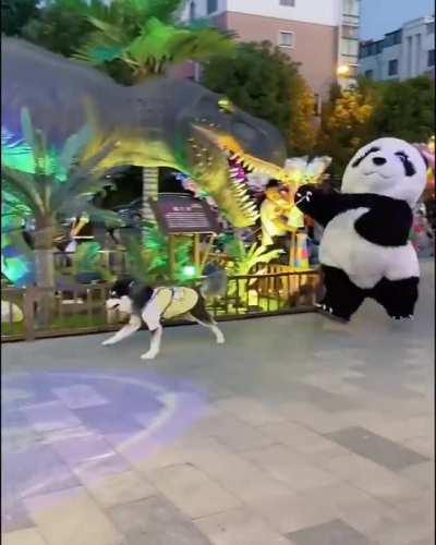A Panda Walks A Dog