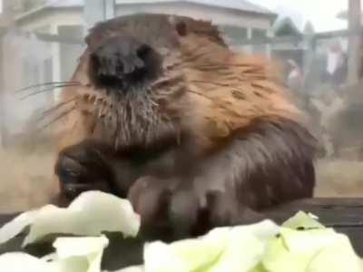 Studies say that seeing a beaver eat cabbage lowers stress by 17%
