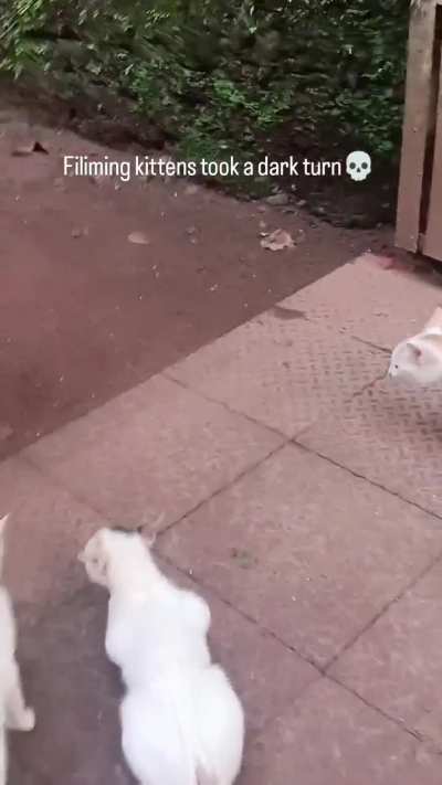 Filming kittens took a dark turn