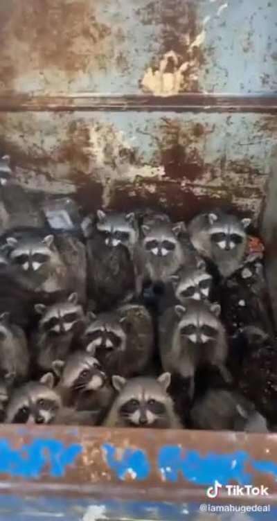 Trash Pandas