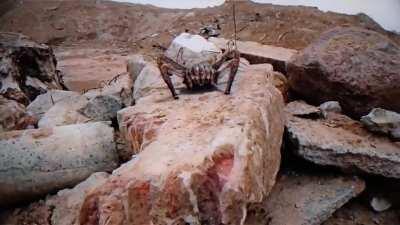 Poison Headcrab in Real Life (Credit to Rain G. on YouTube)