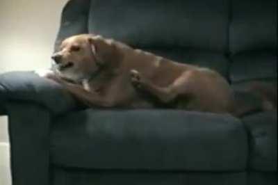 Dog thinks his own leg is trying to steal his bone