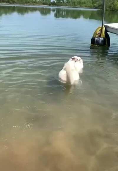 Time for a good swim.