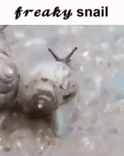 Why would a snail do this?  (ignore caption)