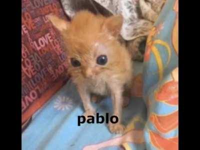 pablo