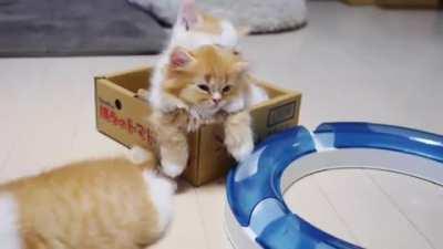 The middle kitten seems to be tolerating this for some time