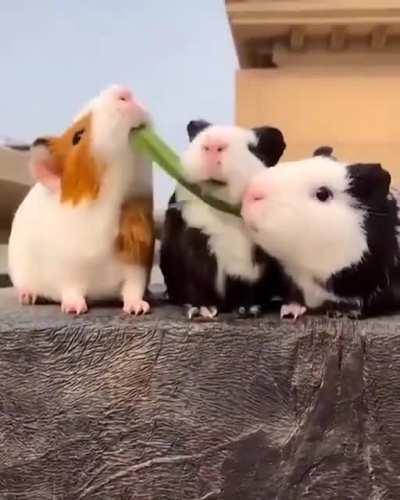 The one at the right side at the end