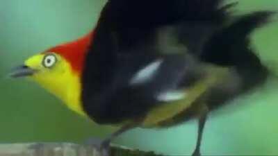 GETITGETITGETITGETITGETITGETIT, GURL