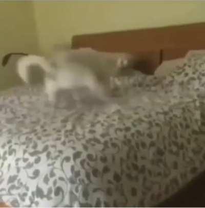 Dog puts out all his joy.