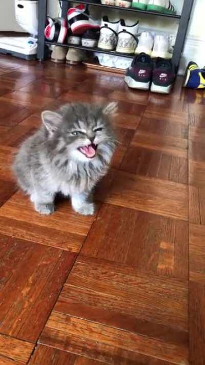 Illegally smol battle cry