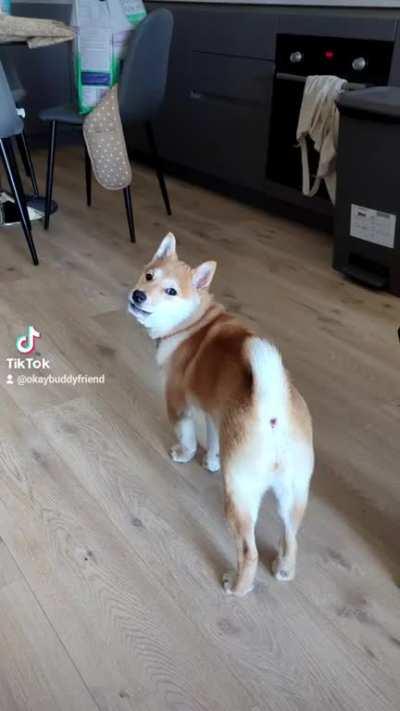 bean has started howling!