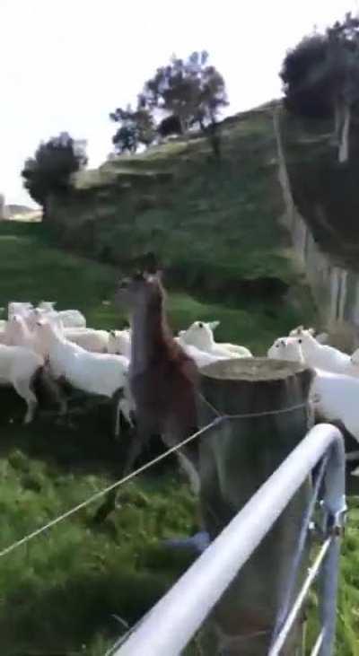 It's been a week and they haven't noticed. The free food and accommodation has been great. Wheee🦌