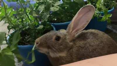 Arlo gets fixed tomorrow and I couldnt be more terrified. Tell me how ok it is. Like totally fine? He is going to do great? Right? Any advise or tips to make things smooth and easy after at home? I know he wont be able to be outside to play right away so 