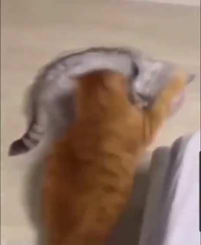 Orange chonker is so confident and ready to attack! 3-2-1 attack!