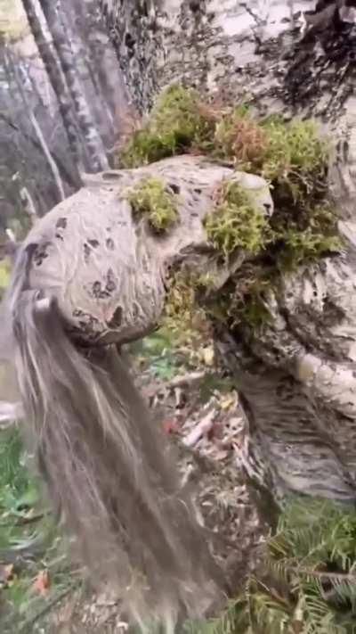 Mannequin swallowed by a tree