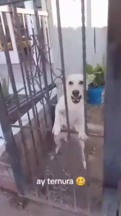 ÐÑÑÐµÑÐµÐ³Ð°Ð¹ÑÐµÑÑ ÑÐ¾Ð±Ð°ÐºÐ¸