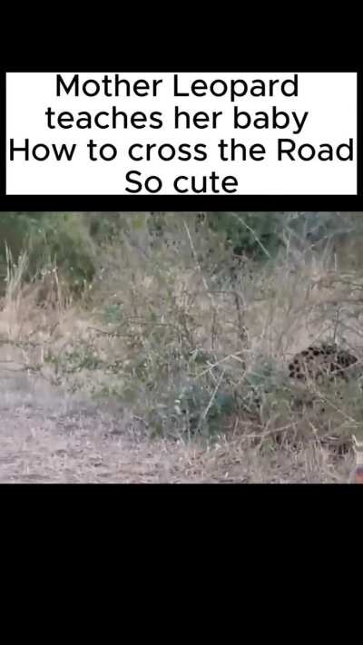 Mom teaches her cubs how to cross the road