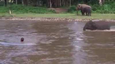 🔥 Young Elephant Thinks Human Is Drowning So He Rushes To Save Him 🔥