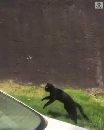 Footage shared by Chicago firefighters shows a cat leaping from the 5th floor of a burning apartment building and then walking away unscathed