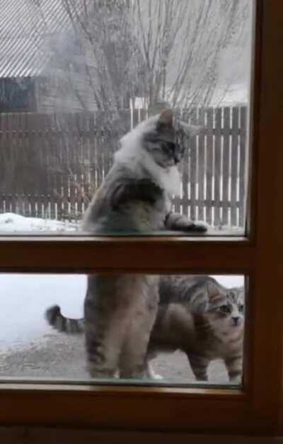 I'm a kitty cat, and I dance dance dance!!