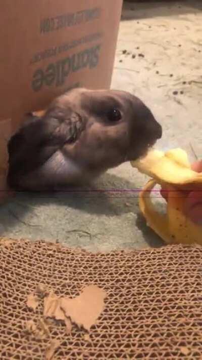 Rare banana gopher spotted 🍌