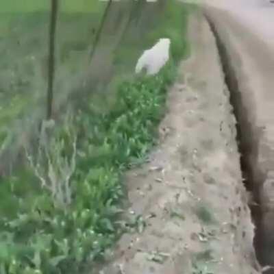 When you don’t know the basics of machine learning and decide to implement a GAN