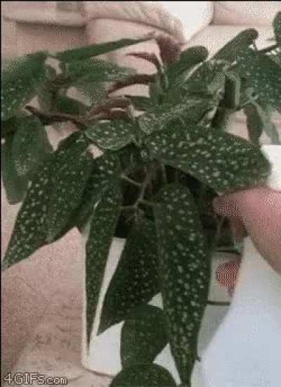 It’s important to keep them watered…