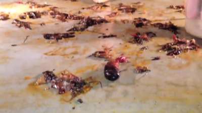 Crawfish crush
