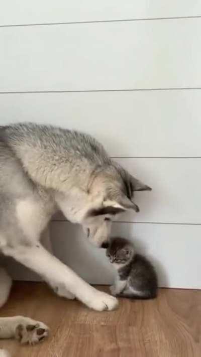 An unlikely friendship 🐈🦮