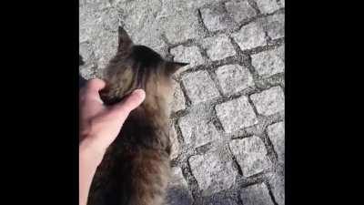 MaN kIlls cAt BarE-HandED