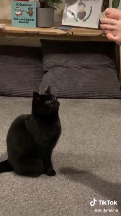 every cat owner can relate