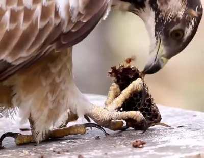 Honey-eating hawk is attacked by bees