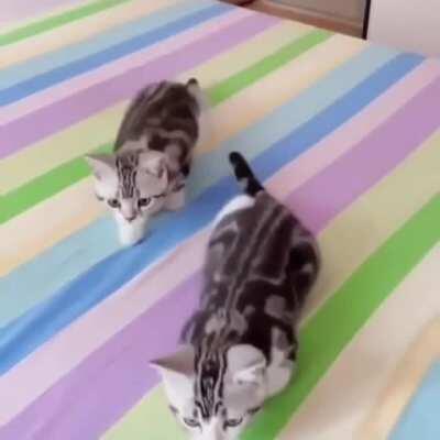 These perfectly synchronized kittens