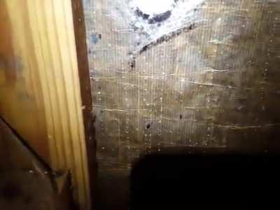 That's what I call a motherload