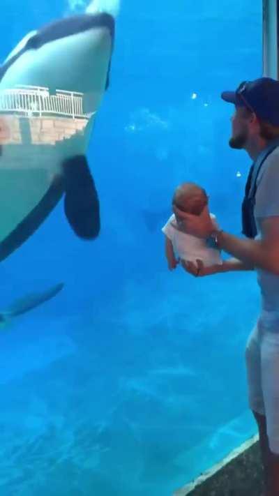 An orca curiously watches a human baby