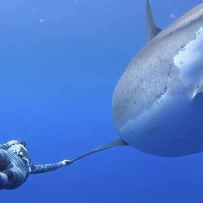 20 ft long Great Whale