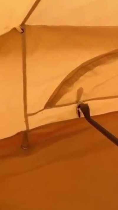 WCGW crushing a wolf spider