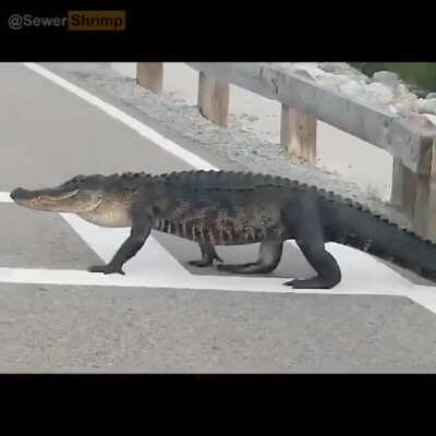 Jacarezinho na coleira