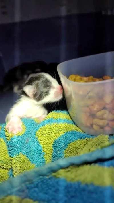 Brand new criminals yelling for release! (oc)