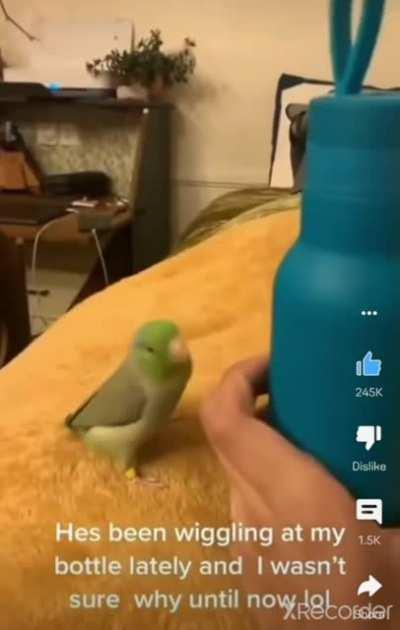 Parrot imitates a bottle wiggle