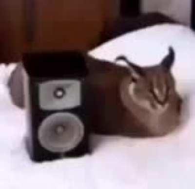 MoaiGreddit - Video #3537