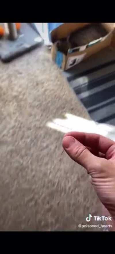 Poor kitty looks so confused at the end