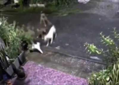 Mother cat protecting kitten from pack of dogs