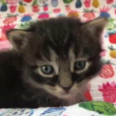 So adorable noisy cats...