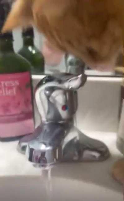 One brain cell isn’t enough to understand taps