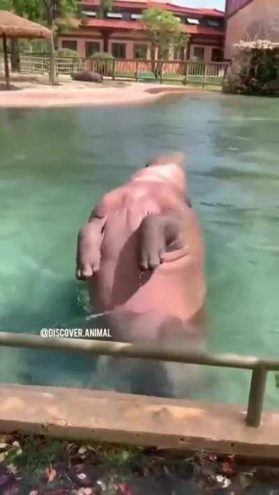 Hippo doing a backflip