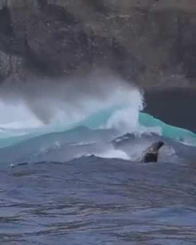 🔥Sea lions surfing giant waves