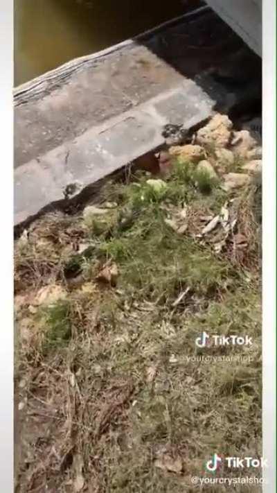 Gary got wet. Gary is now an angry chonk.