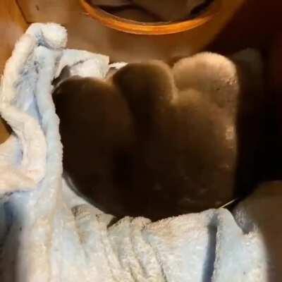 Baby platypus takes a nap